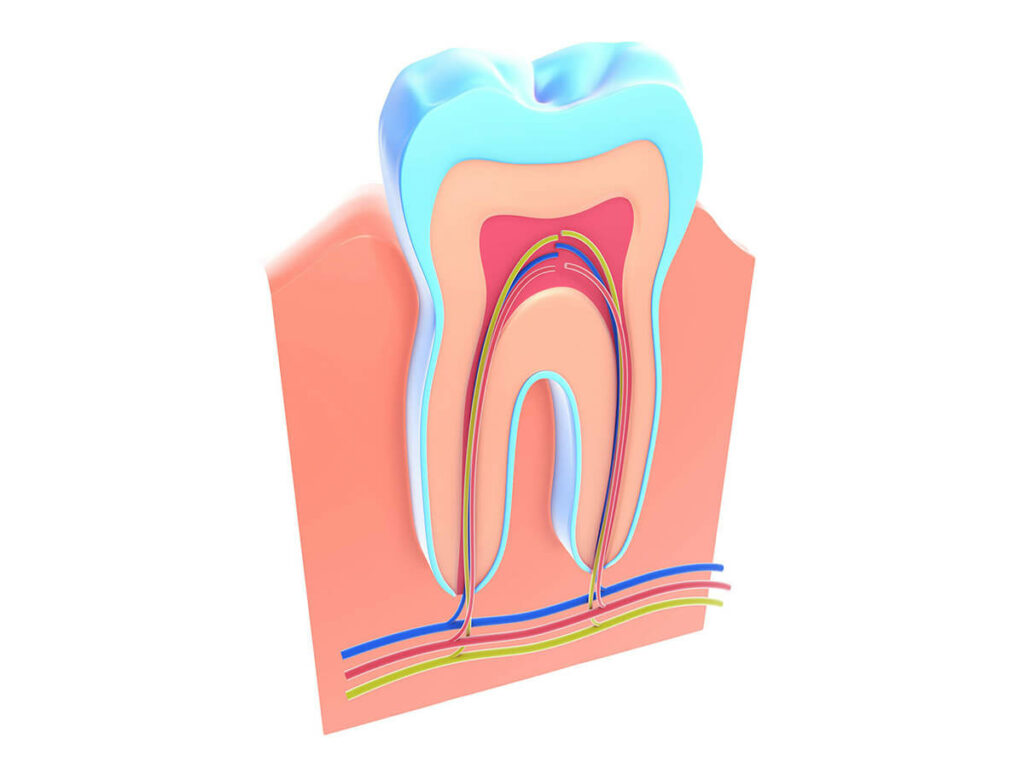 illustration of the inside of a tooth and gums